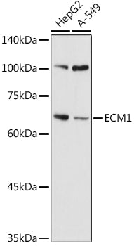 ECM1 Rabbit pAb