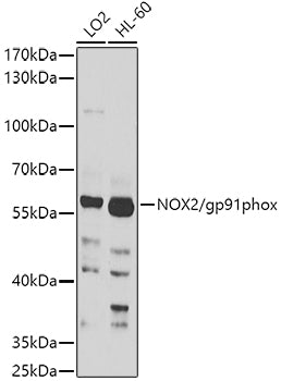 NOX2/gp91phox Rabbit pAb