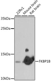 FKBP1B Rabbit pAb