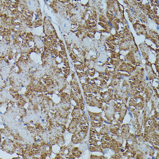 FKBP1B Rabbit pAb