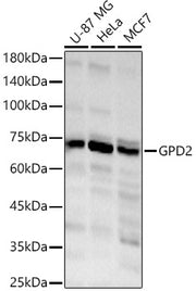 GPD2 Rabbit pAb