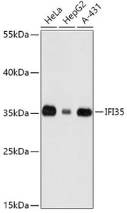 IFI35 Rabbit pAb