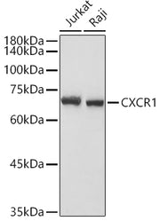 CXCR1 Rabbit pAb