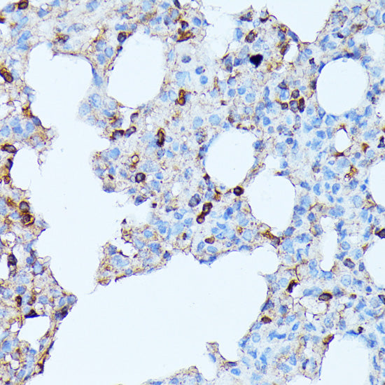 CXCR1 Rabbit pAb