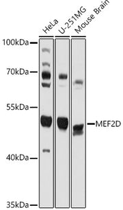 MEF2D Rabbit pAb