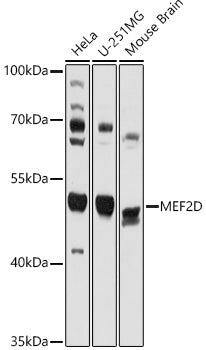 MEF2D Rabbit pAb