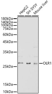 OLR1 Rabbit pAb