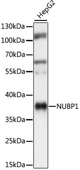 NUBP1 Rabbit pAb