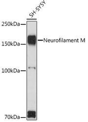 Neurofilament M Rabbit pAb