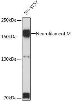 Neurofilament M Rabbit pAb