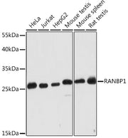 RANBP1 Rabbit pAb