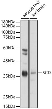 SCD1 Rabbit pAb