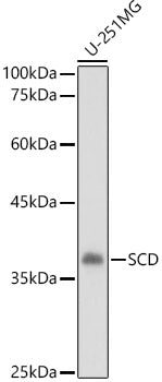 SCD1 Rabbit pAb