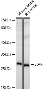 StAR Rabbit pAb