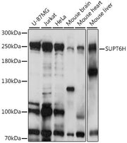 SUPT6H Rabbit pAb