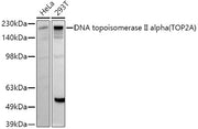 DNA topoisomerase II alpha (TOP2A) Rabbit pAb