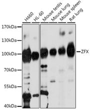 ZFX Rabbit pAb