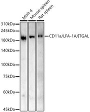 CD11a/LFA-1A/ITGAL Rabbit pAb