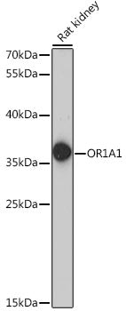 OR1A1 Rabbit pAb