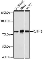 Cullin 3 Rabbit pAb