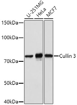 Cullin 3 Rabbit pAb
