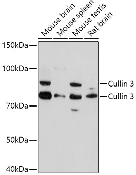 Cullin 3 Rabbit pAb