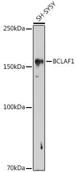 BCLAF1 Rabbit pAb