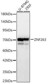 ZNF263 Rabbit pAb