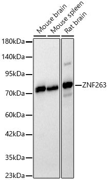 ZNF263 Rabbit pAb
