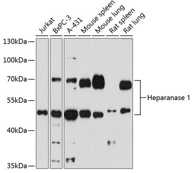 Heparanase 1 Rabbit pAb