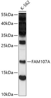 FAM107A Rabbit pAb