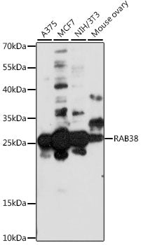 RAB38 Rabbit pAb