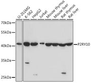 P2RY10 Rabbit pAb