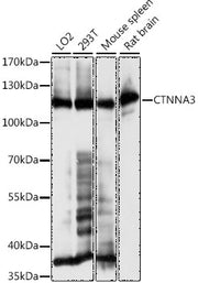 CTNNA3 Rabbit pAb