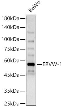 ERVW-1 Rabbit pAb
