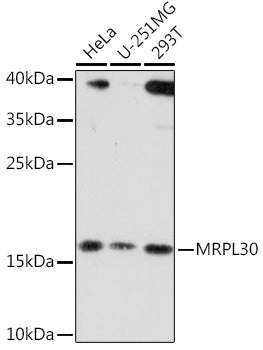 MRPL30 Rabbit pAb