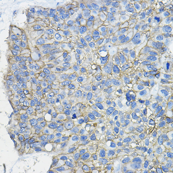 CD46 Rabbit pAb
