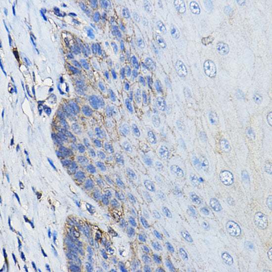 CD46 Rabbit pAb