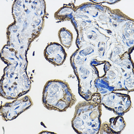 CD46 Rabbit pAb