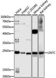 LIN7C Rabbit pAb