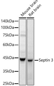 Septin 3 Rabbit pAb