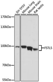 FSTL5 Rabbit pAb