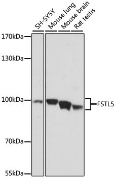 FSTL5 Rabbit pAb