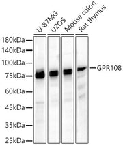 GPR108 Rabbit pAb