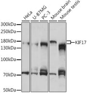 KIF17 Rabbit pAb