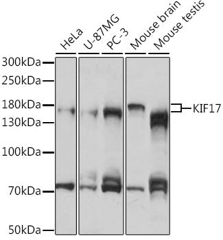 KIF17 Rabbit pAb