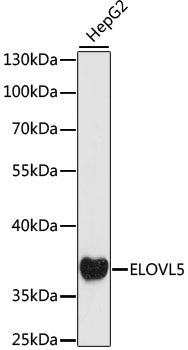 ELOVL5 Rabbit pAb