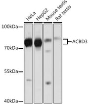 ACBD3 Rabbit pAb
