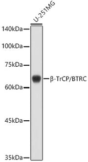 β-TrCP/BTRC Rabbit pAb