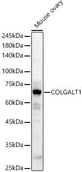 COLGALT1 Rabbit pAb